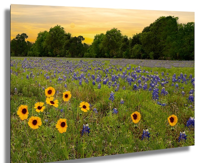 Bluebonnets 3 Galore Spring Wildflowers Wall Art, Vibrant Blooming Field Photography,Nature Art, Springtime Floral Print for Home Decor