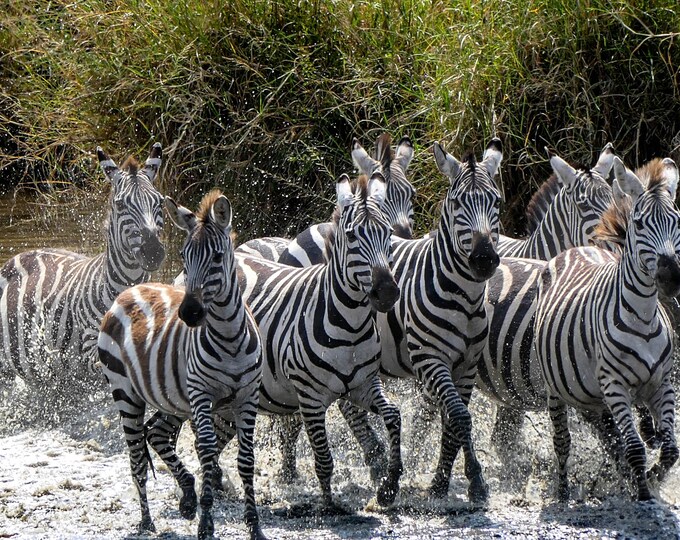 Zebra Safari Wall Art - African Wildlife Print with Zebras in River - Jungle Animal Photo Print Decor for Home, Office, or Nursery Room Wall