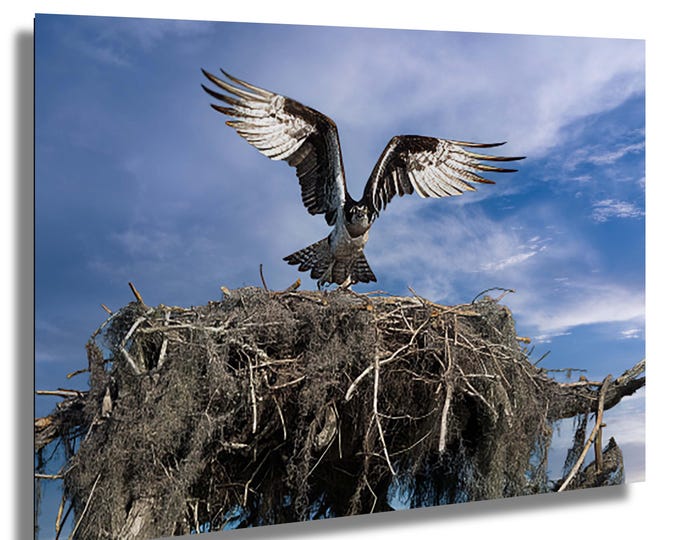 Osprey Landing on Caddo Lake, Texas Lakes, Spooky Lake,