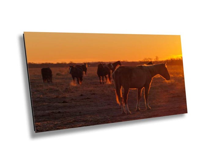 Mares Hanging Out in Serene Horse Field - Wildlife Animal Art Canvas Print, Western Nature Photography Artwork for Office or Home Wall Decor