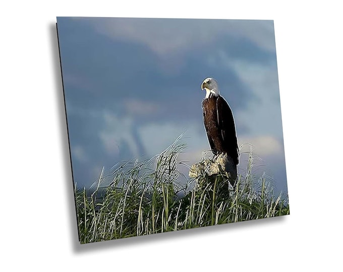 American Eagle Looking for Dinner Canvas Wall Art,  Bald Eagle Patriotic Photo Print, Wildlife Birds Photography for Home or Office Decor