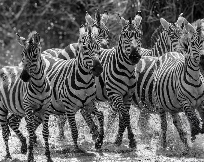 Zebras in River Canvas Print, Black and White African Wildlife Photography, Safari Jungle Stripes Wall Decor for Home, Office, or Kids Room