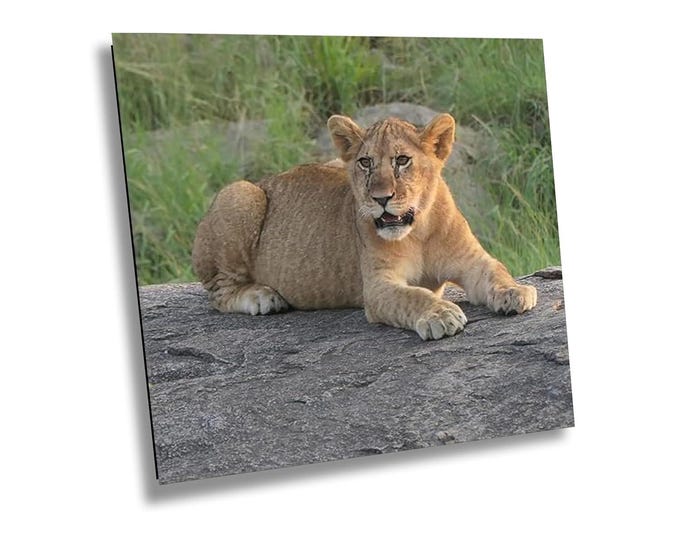 Lion Cub Sitting Africa Safari Wall Art, Jungle Wildlife Lion Cub Canvas Photo Print, Baby Lion African Wild Animal Home Office Room Decor
