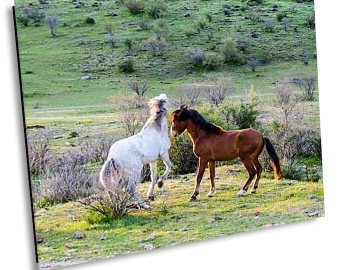 Not Today in Serene Field - Arizona,  Salt River, Wildlife, Western Nature Photography Artwork for Office or Home Wall Decor