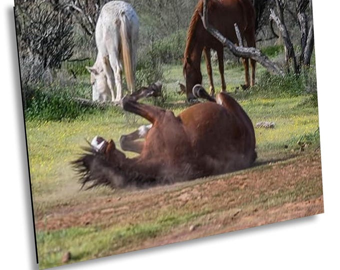 Not Today in Serene Field - Arizona,  Salt River, Wildlife, Western Nature Photography Artwork for Office or Home Wall Decor