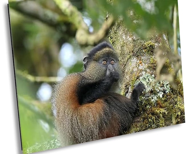 Golden Monkey Jungle Safari Wall Art, African Wildlife Photography Nature Wall Art, Acrylic, Metal or Canvas Print, Exotic Animal Room Decor