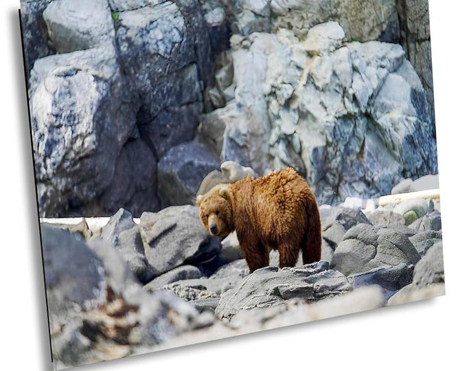 Bear on the Rocks Wildlife Canvas Art, Grizzly Nature Photography, Fine Art Print on Canvas,Acrylic or Metal Print,Ideal Gift for him or her