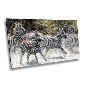 Zebras Running in River Photo Print - African Wildlife Animal Wall Art - Rushing Zebras Safari Jungle Decor for Home, Office or Kids Room