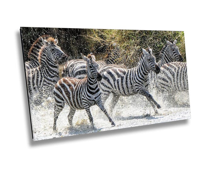 Zebras Running in River Photo Print - African Wildlife Animal Wall Art - Rushing Zebras Safari Jungle Decor for Home, Office or Kids Room