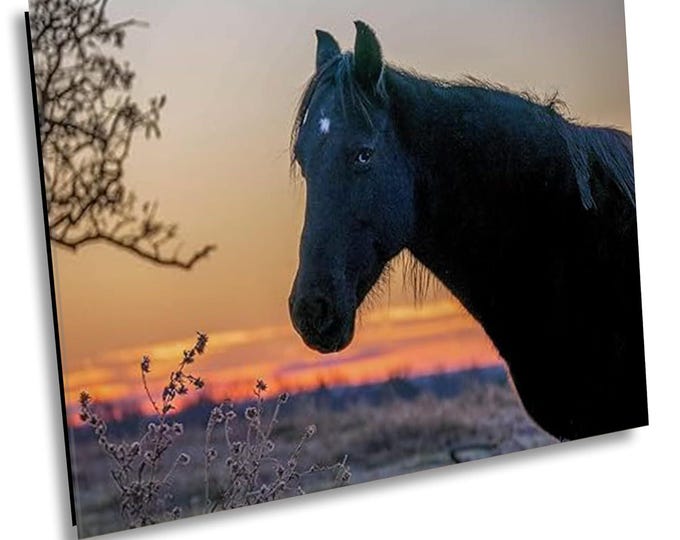 Black Beauty in Serene Field - Wildlife Animal Art Canvas Print, Western Nature Photography Artwork for Office or Home Wall Decor