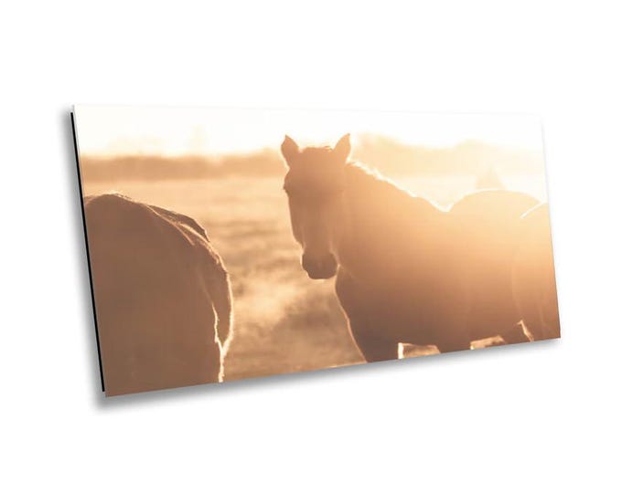Mares lazing in Serene Horse Field - Wildlife Animal Art Canvas Print, Western Nature Photography Artwork for Office or Home Wall Decor