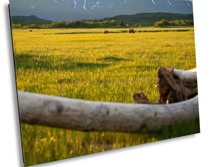 Dinner time for the Bears, Wildlife Grass Field Photography of Brown Bear in Nature, Landscape Canvas Wall Art for Office or Home Room Decor