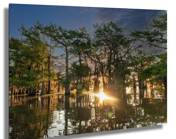 Trees in Caddo Lake, sunrise photo, cypress tree,  sun rays