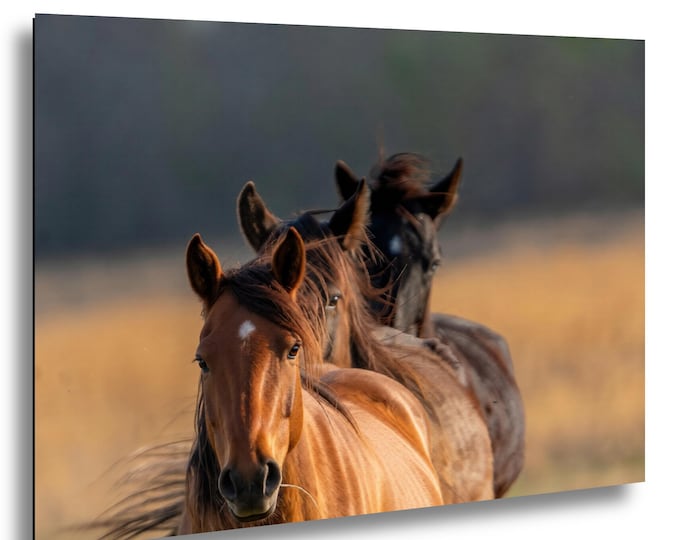 Follow the Leader, 3 wild mares in a row,