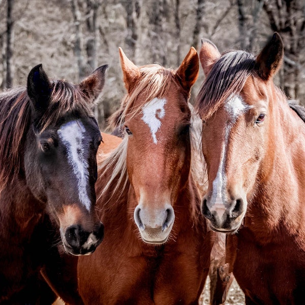 Las tres amigas in Serene Field - Wildlife Animal Art Canvas Print, Western Nature Photography Artwork for Office or Home Wall Decor