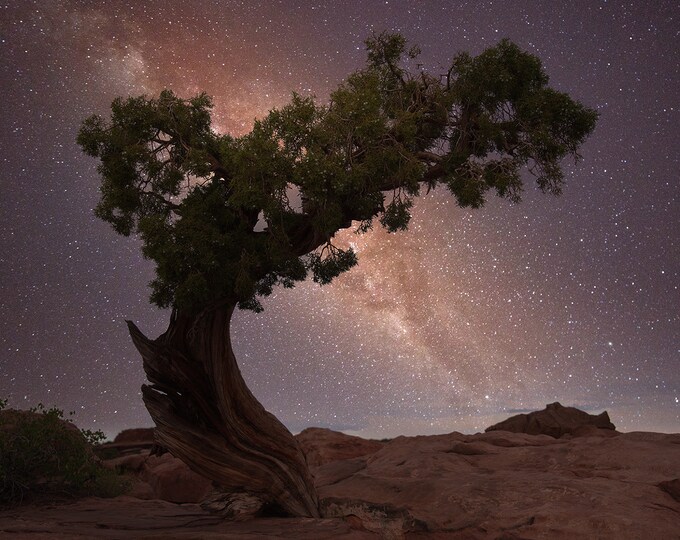 Tree with Milkyway Phot Print, Arches National Park Sky Canvas Wall Art, Tree Silhouette Against the Night Sky, Astrophotography Print Decor