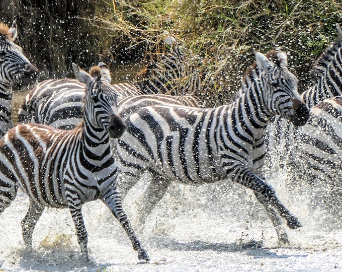 Zebras Running in River Photo Print - African Wildlife Animal Wall Art - Rushing Zebras Safari Jungle Decor for Home, Office or Kids Room