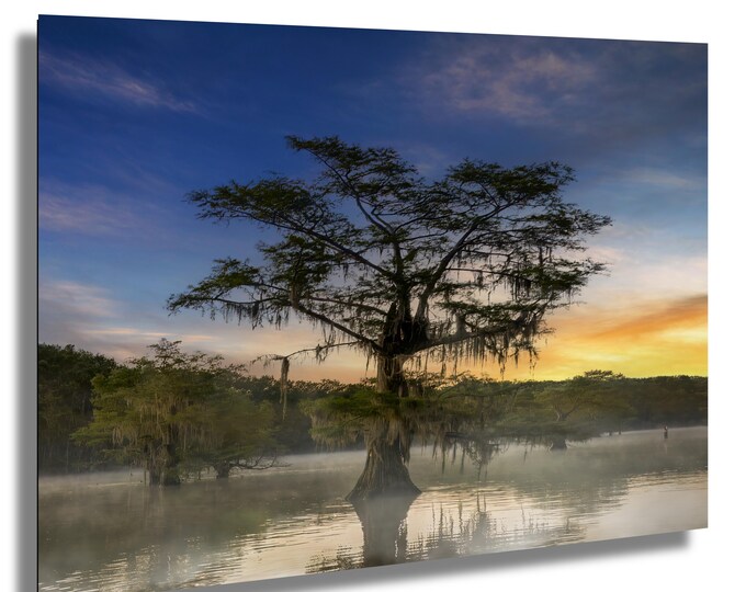 Lonely tree in Caddo Lake, sunrise photo, cypress tree,