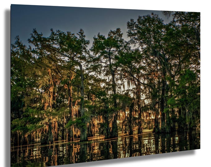 Beautiful Trees on Caddo Lake, sunrise in the swamp,