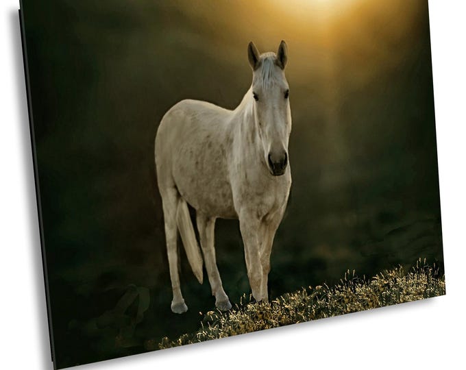 White Horse Black Background, Arizona Wild Horses, Salt River, Wildlife, Western Nature Photography Artwork for Office or Home Wall Decor