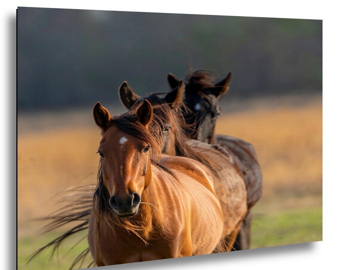 On Our Way wild-mustangs-golden-hour-oklahoma-prairie-fine-art-photography