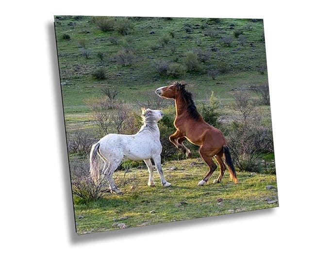 Feeling Frisky in Serene Field - Arizona,  Salt River, Wildlife, Western Nature Photography Artwork for Office or Home Wall Decor
