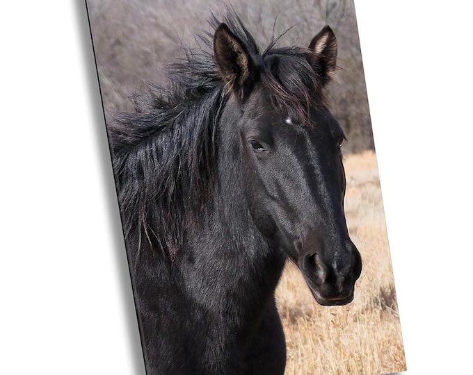 Black Beauty in Serene Field - Wildlife Animal Art Canvas Print, Western Nature Photography Artwork for Office or Home Wall Decor