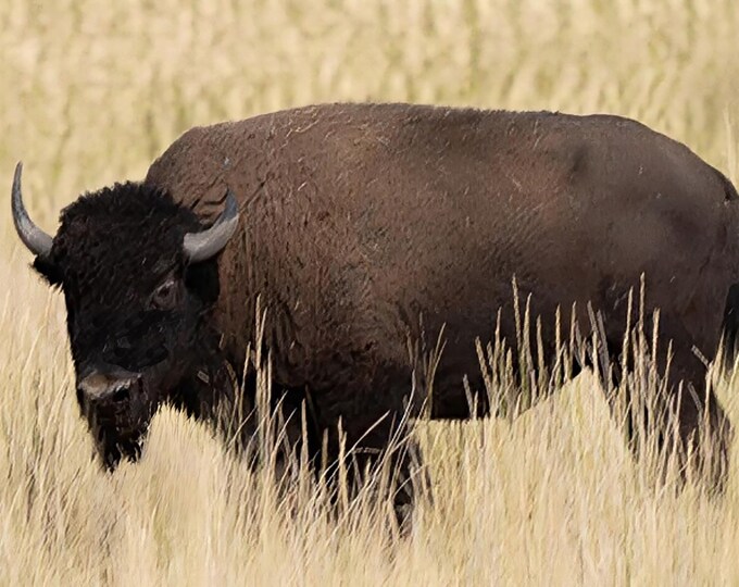 Wild Bison in Antelope State Park Wall Art, Majestic Buffalo Roaming in Nature, Wildlife Decor for Home, Office or Cabin Animal Photo Print