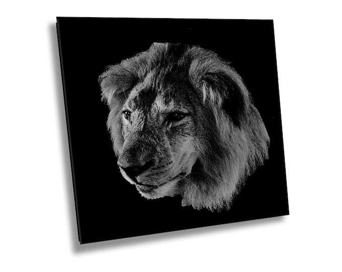 The Lion Head Wall Art, Canvas Lion Wildlife Photography, Black and White Animal Photo Print for Living Room or Modern Farmhouse Wall Decor