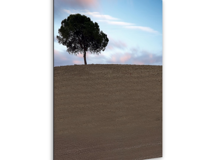 Lone Tree,Tuscany, Italy, sunrise,