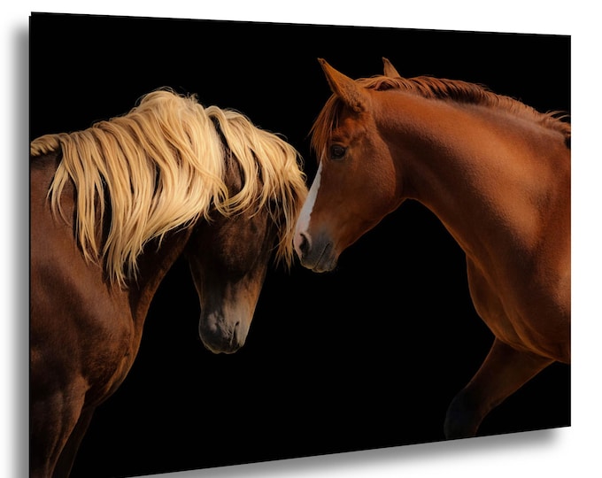 Pair of Wild Mustangs,black background, spectacular, wold class