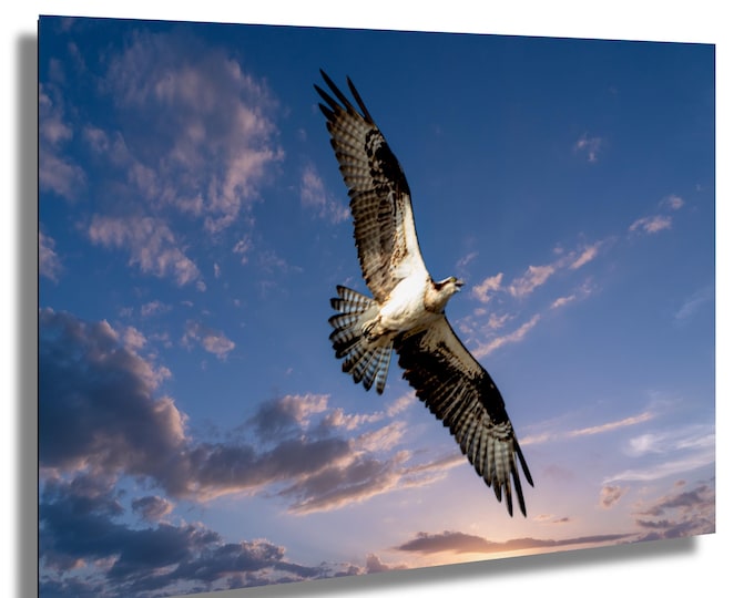 Osprey Flying over  Caddo Lake, Texas Lakes, Spooky Lake,