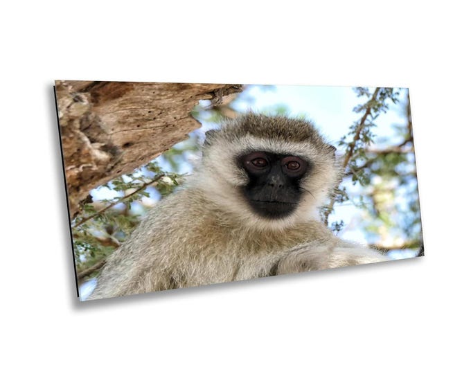 Velvet Monkey Jungle Safari Wall Art - African Wildlife Decor for Living Room, Nursery, or Office - Nature Safari Animal Canvas Photo Print