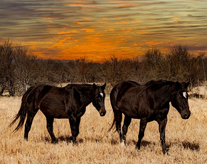 Two Black Mares Canvas Print, Wildlife Animal Photography Artwork, Scenic Outdoor Wall Art Picture for Office or Home Room Decor