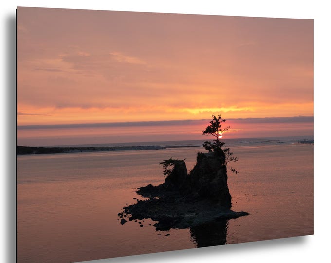 Ocean Sunset, Island, Pink Sky, Ocean View, Windblown tree