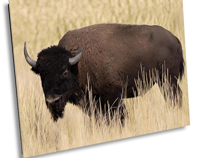 Wild Bison in Antelope State Park Wall Art, Majestic Buffalo Roaming in Nature, Wildlife Decor for Home, Office or Cabin Animal Photo Print