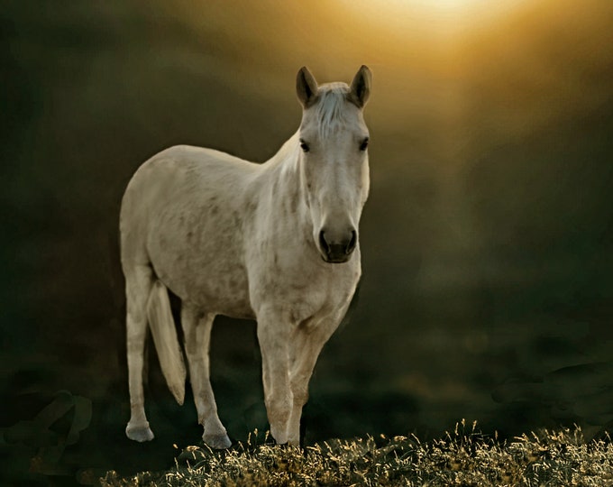 White Horse Black Background, Arizona Wild Horses, Salt River, Wildlife, Western Nature Photography Artwork for Office or Home Wall Decor