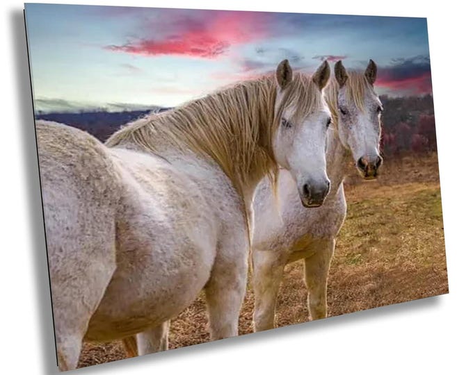 My Favorite Mares Canvas Wall Art, White Horses Animal Canvas Photo Print, Wildlife Artwork Decor for Bedroom, Office or Living Room