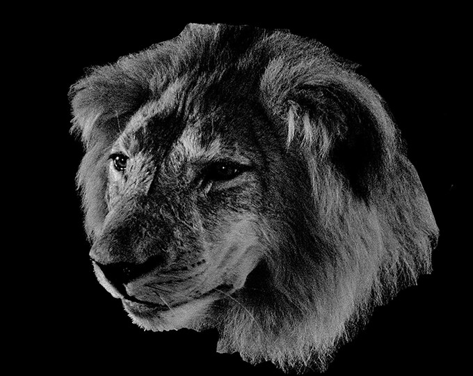 The Lion Head Wall Art, Canvas Lion Wildlife Photography, Black and White Animal Photo Print for Living Room or Modern Farmhouse Wall Decor