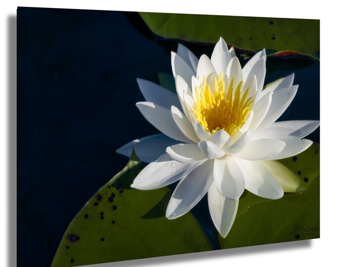 Lilly on Caddo Lake, Texas Lakes, Spooky Lake,