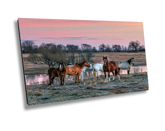 Mares hanging out at water hole - Wildlife Animal Art Canvas Print, Western Nature Photography Artwork for Office or Home Wall Decor