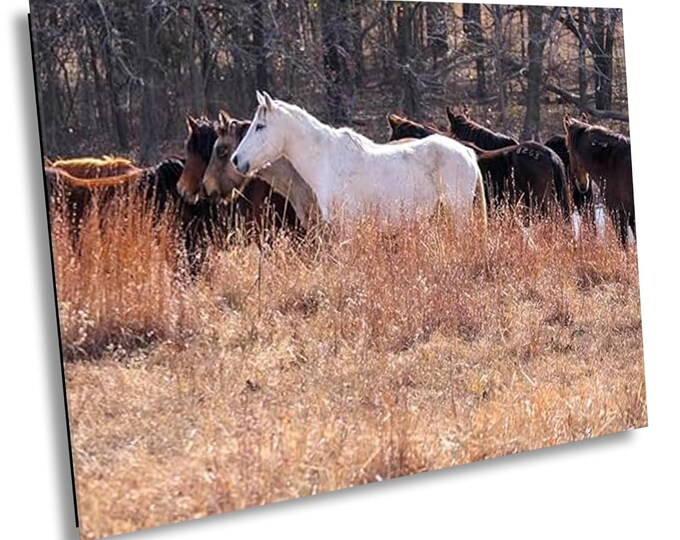 Another White Mare in Serene Field - Wildlife Animal Art Canvas Print, Western Nature Photography Artwork for Office or Home Wall Decor