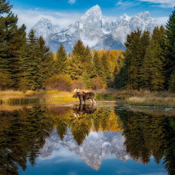 Majestic Bull Moose Reflection Posing at Sunrise Schwabacher Landing Grand Teton National Park Mountain Photo Wall Art Print for Home Decor