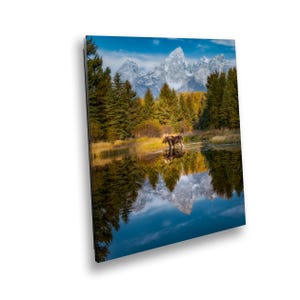 Majestätisch Stier Elch Spiegelung Posing bei Sonnenaufgang Schwabacher Landung Grand Teton Nationalpark Vertikal Foto Wand Kunst Druck für Home Decor