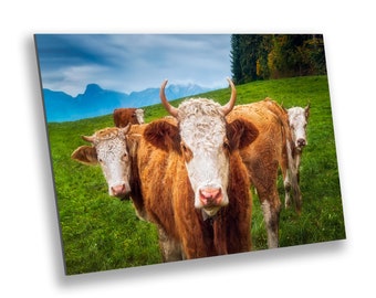 Swiss Cows in Alps Wall Art Decor Photography Near Bern Switzerland Prints Gift