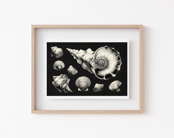 Seashell Print: Coastal Nautical Wall Art (Digital Download)