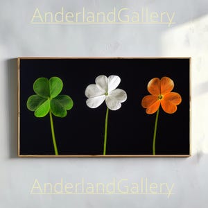 Könnte beinhalten: Ein gerahmter Druck von drei kleeblattartigen Blüten in Grün, Weiß und Orange vor schwarzem Hintergrund. Der Druck trägt den Titel "AnderlandGallery".