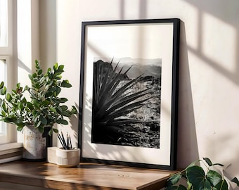 Desert Agave Black and White Photo: Arizona Landscape Fine Art Photography