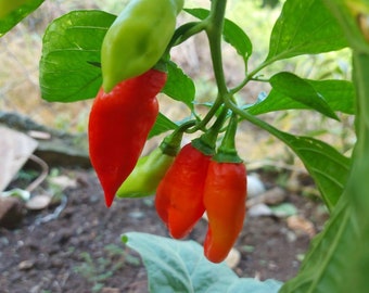 NEW 2025 Season Trinidad Pimento seeds