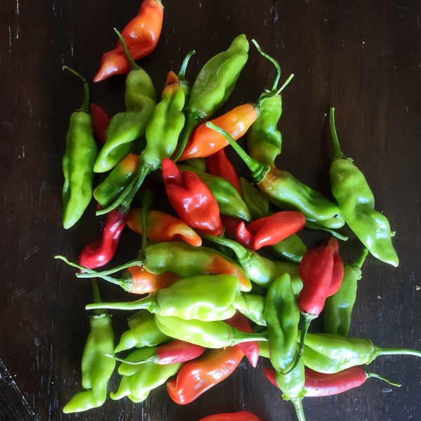 2024 Trinidad Pimento Pepper seeds